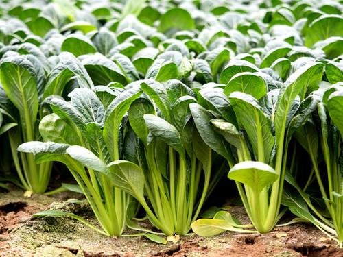 Brassica Rapa Var. Perviridis - Wikipedia, La Enciclopedia Libre