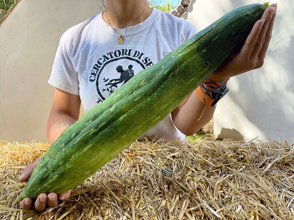 Thumbnail: Luffa (Luffa aegyptiaca)
