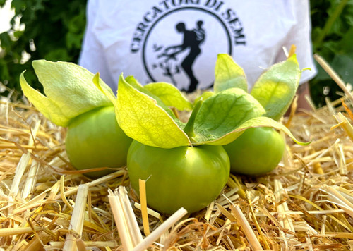 Semi Di Tomatillo Verde 100 Pz - Physalis Per Salse Messicane, Giardino O Orto - Foto 4