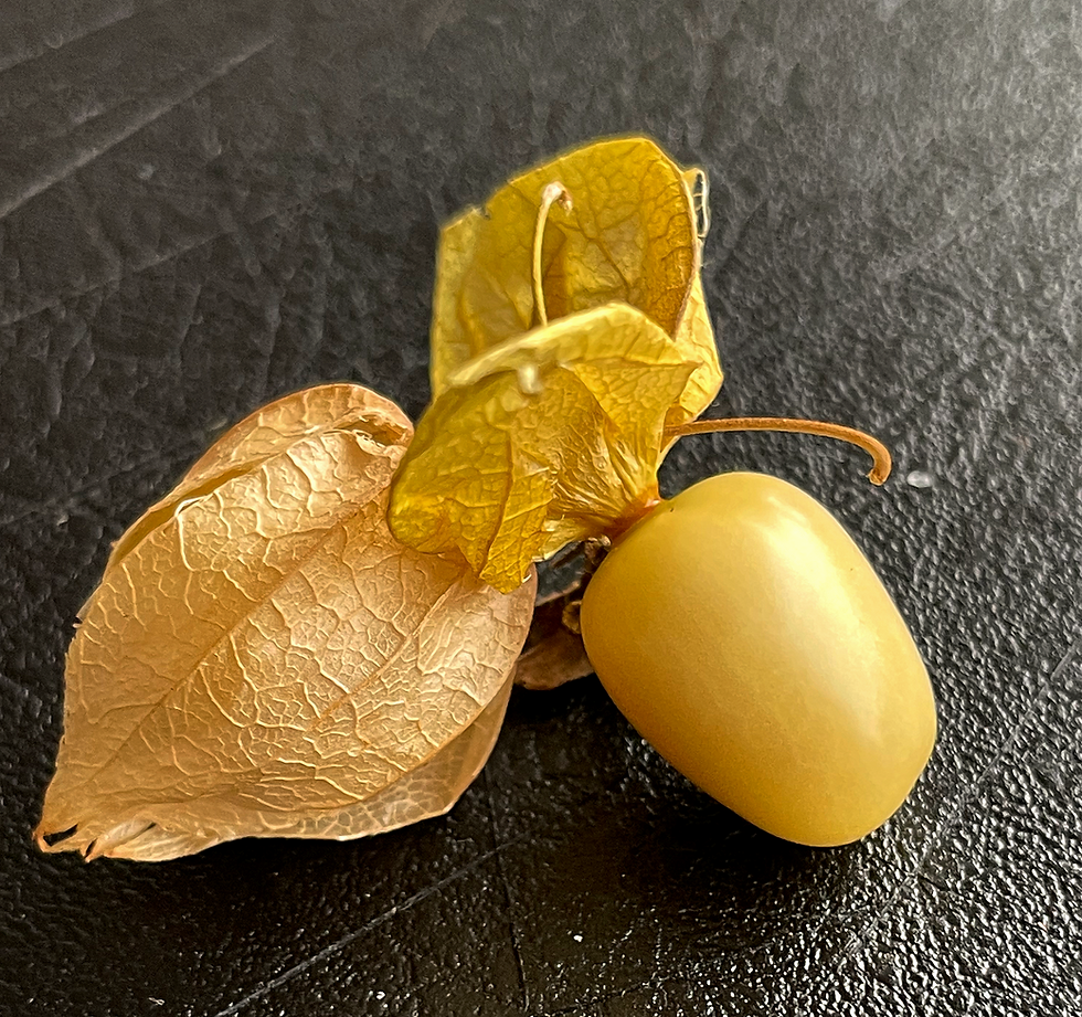 Miniatura: Tomatillo del Deserto (Physalis crassifolia)