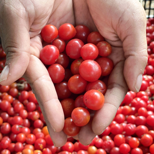 Semi Di Pomodoro Selvatico Peruviano - Raro E Esotico Solanum - Foto 5