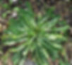 Wild_Chicory