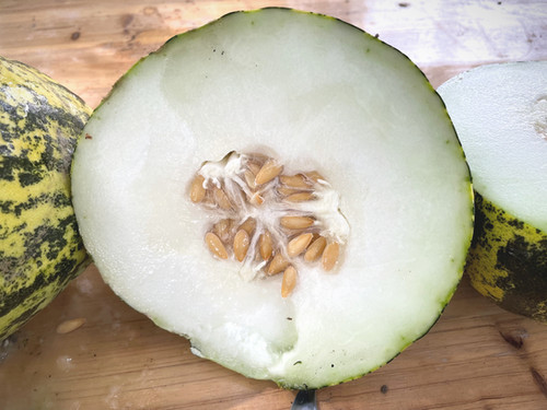 Semi Di Melone Turco Kirkagac - Testa Di Dio - 5+ Semi - Valeyrac Exotics