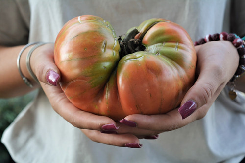 Tomato 1884 (Lycopersicon lycopersicum) | Seeds Hunters