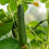 Miniatura: Cetriolo Tokyo Green - Tokiwa (Cucumis sativus)