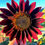 Thumbnail: Sunflower Chocolate Cherry (Helianthus annuus)