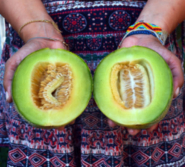Green Nutmeg Melon (Cucumis melo)
