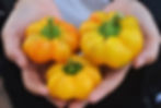 Thumbnail: Papacella Gialla Napoletana