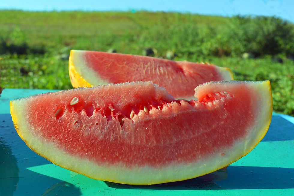 Miniatura: Sandía dorada real (Citrullus ianatus)