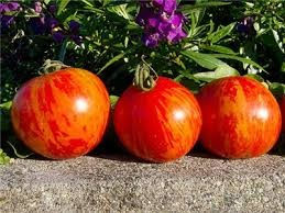 Red Zebra Tomato (Lycopersicon lycopersicum)
