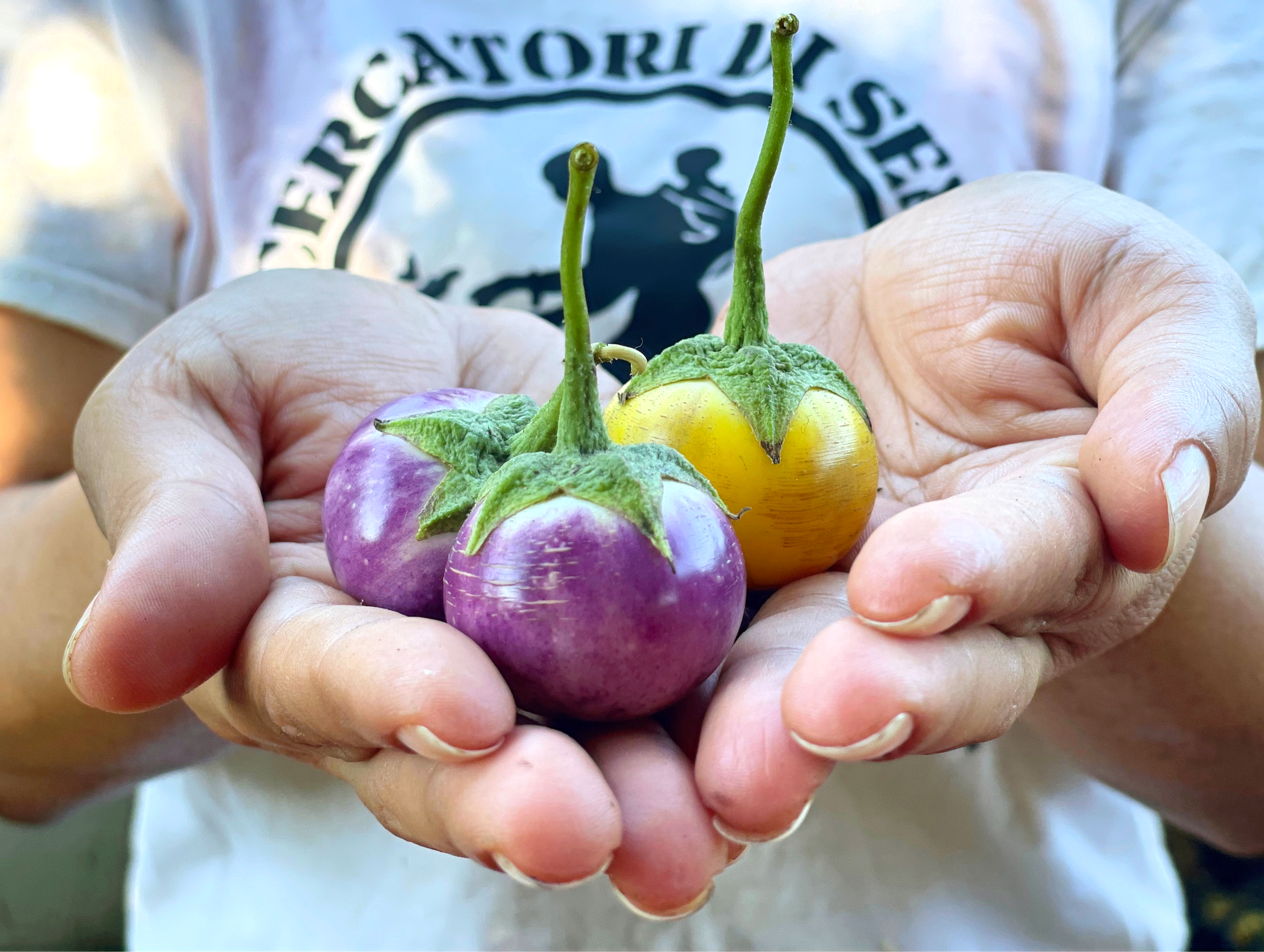Berenjena Lavanda (Solanum melongena L.)