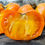Thumbnail: Sweet Tangerine Tomato (Lycopersicon lycopersicum)