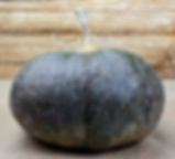 Santa Bellunese Pumpkin (Cucurbita maxima)