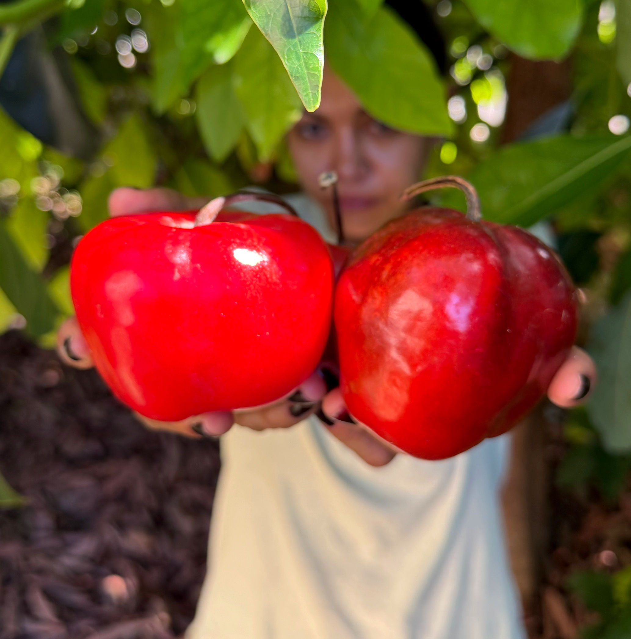 Rocoto Manzano BIO (Capsicum pubescens)