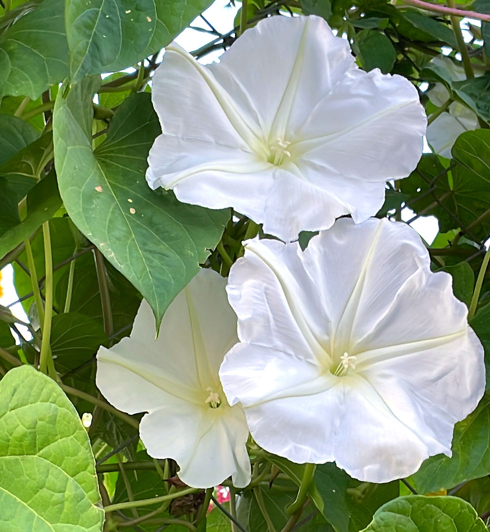 Miniatura: Fior di Luna - Moon Flower (Iponomea Alba)