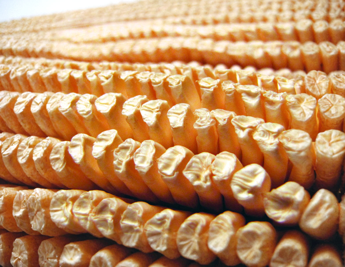 Mais Cherokee Semi di Zucca (Zea mays)