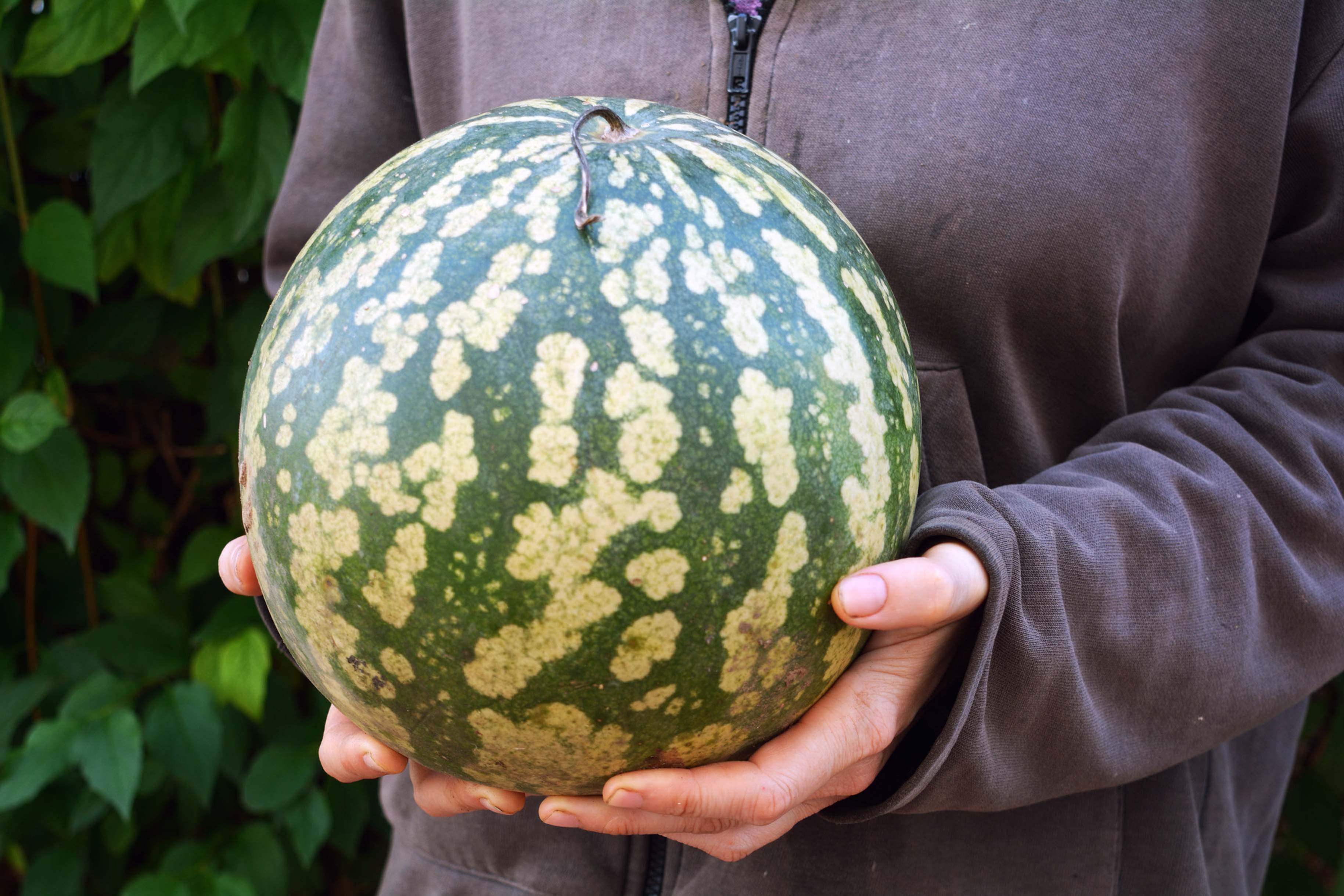 Cedrina a Semi Rossi (Cucurbita caffer)