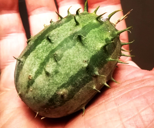 Kiwano African Cucumber - Exotic Seeds Of Cucumis Metuliferus In A 0.2g - Foto 4