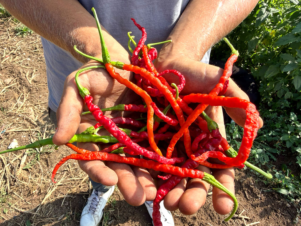 Kaddi Mirchi Semi biologici