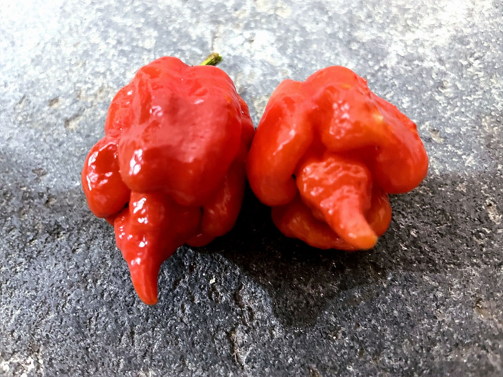 Trinidad Scorpion Butch T Chili (C.Chinense)