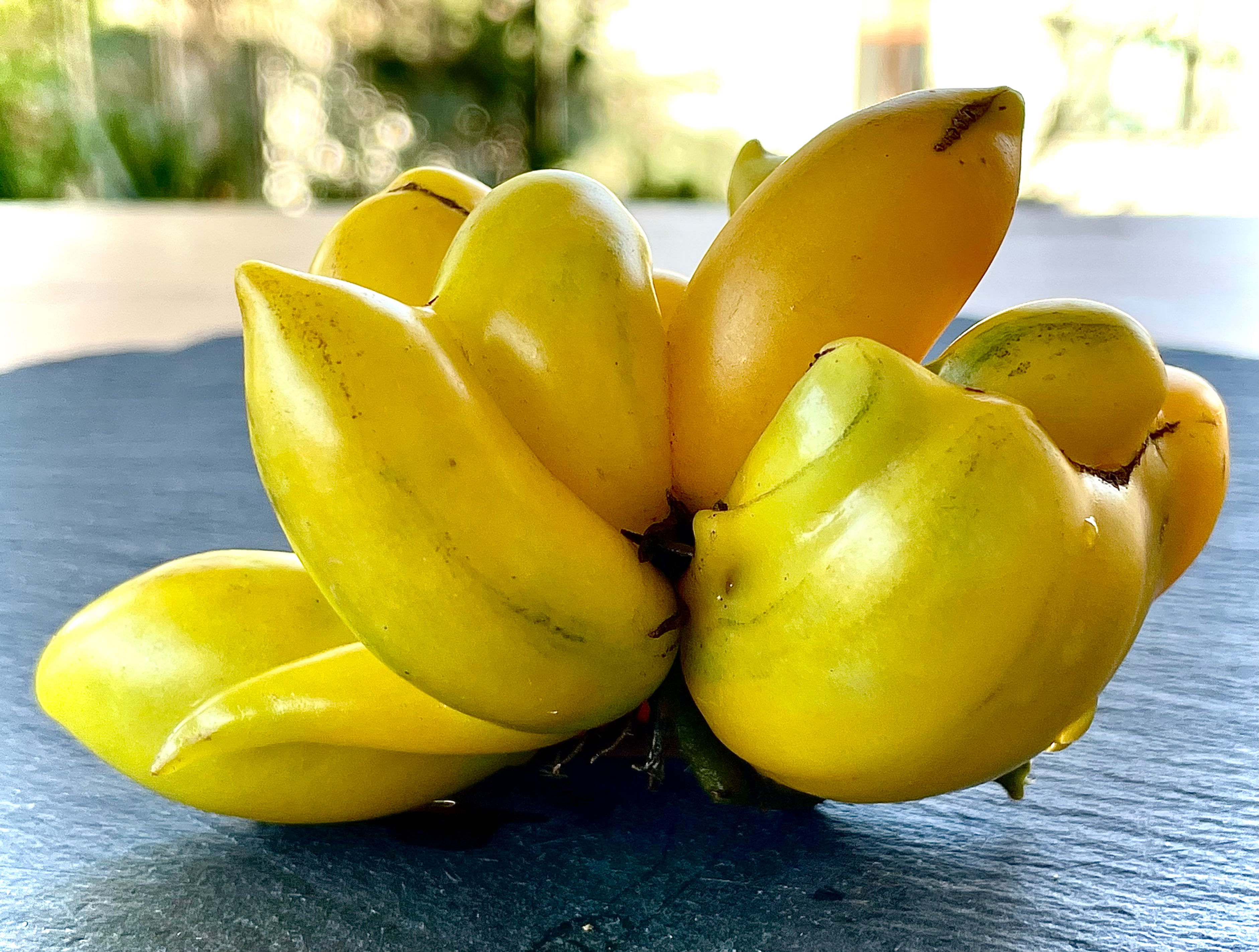 Gelbe Reisentomate (L. lycopersicum)