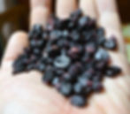 Miniatura: Mais Viola Kulli (Zea mays)