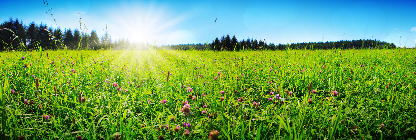 Sottosemina Zone Aride