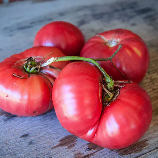 25 Semi Giganti !! Bistecca Pomodori !! Enorme E Grande - Foto 8