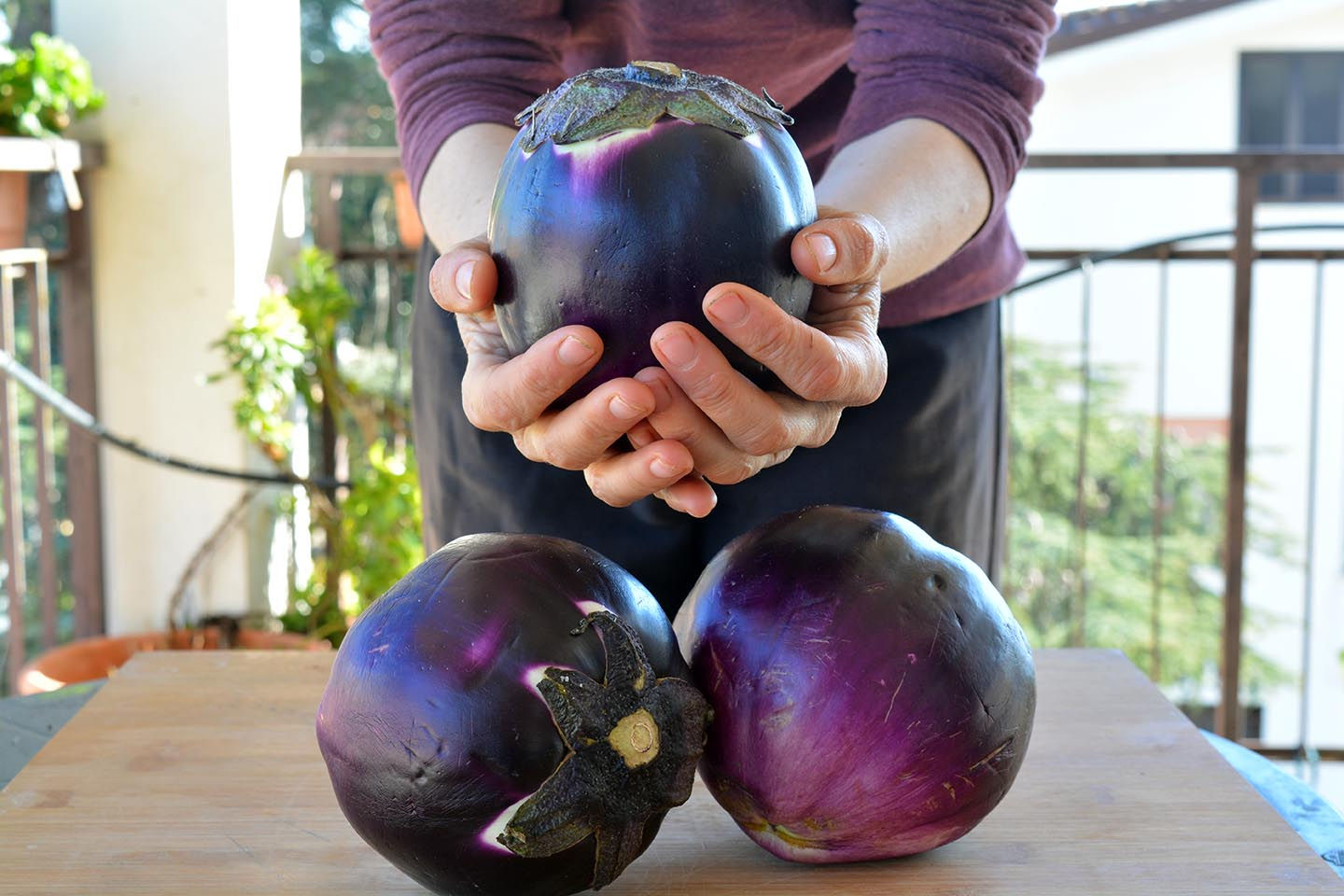 Purple Eggplant from Florence ( Solanum Melongena)
