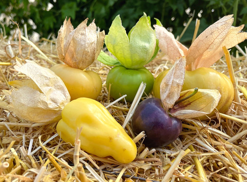 Semi Di Tomatillo Physalis Alkekengi | 30 Semi Gialli E 30 Semi Viola | Frutto Ornamentale E Commestibile | Produzione 2018