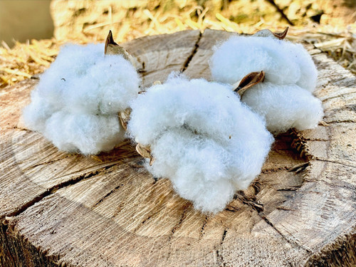 Baumwolle (Gossypium herbaceum cercatoridisemi