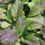 Thumbnail: Indian Red Mustard  (Brassica juncea)