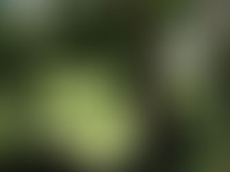 Hidden Porto Day Two   --- North and South of the Bridge                       Angles, Green and New Vistas