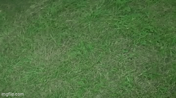 SpaceDog TV - Crocodile Boggee Show 4 GIF