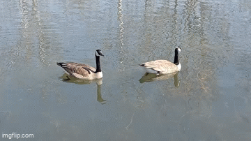 at6re3.gif