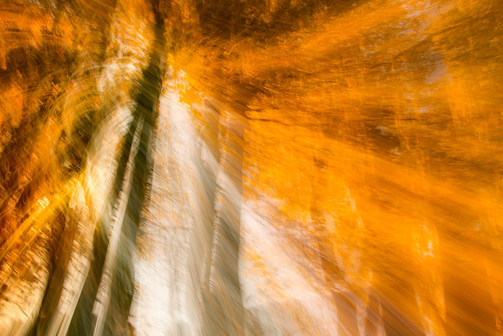 Lichtstrahl im Herbstwald