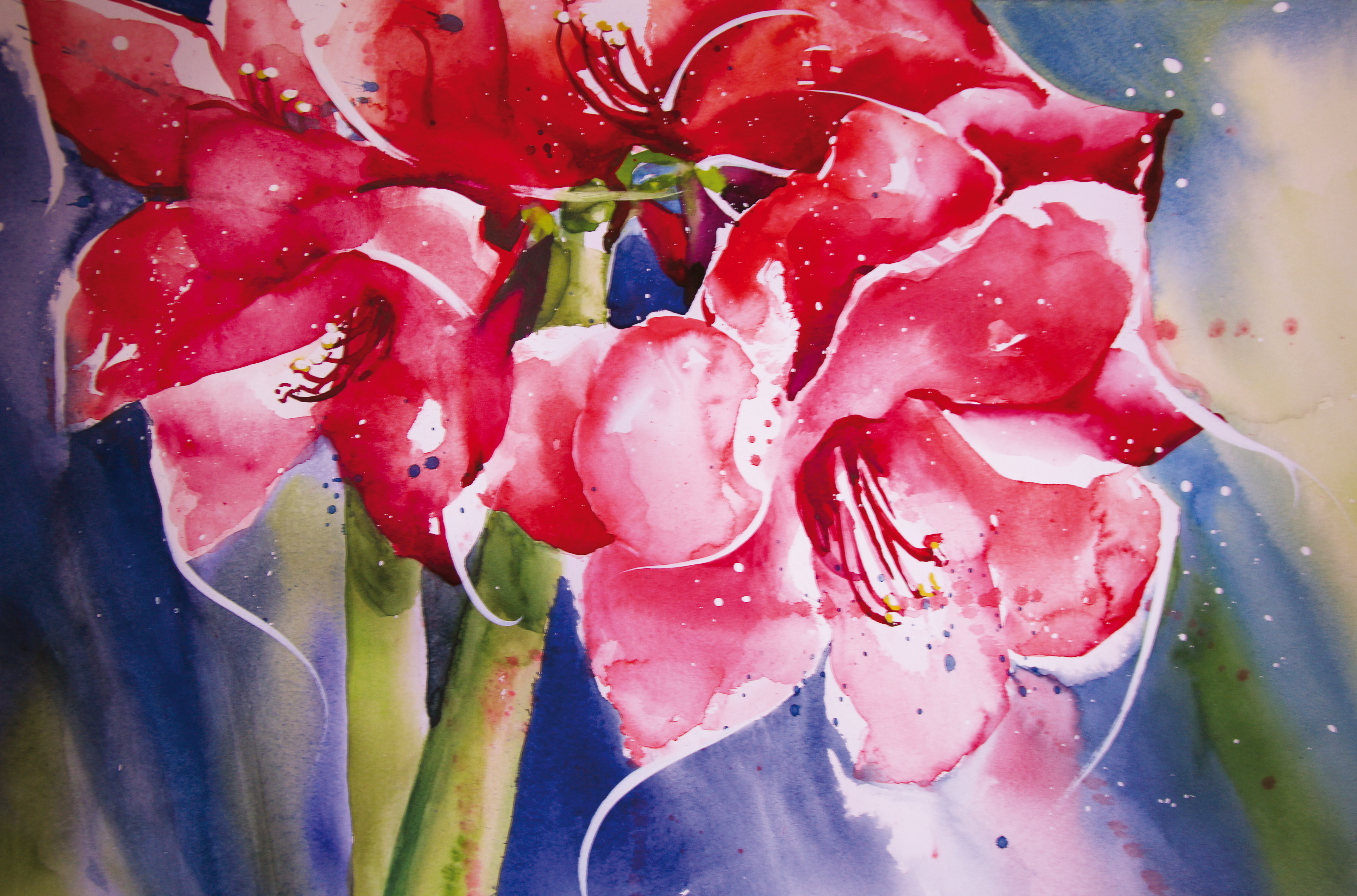 Amaryllis