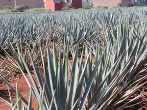 El tequila: de México al mundo