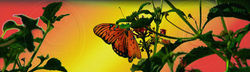"Morning Glory"