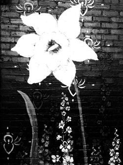 alley flower