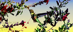 "Hummingbird In The Park"