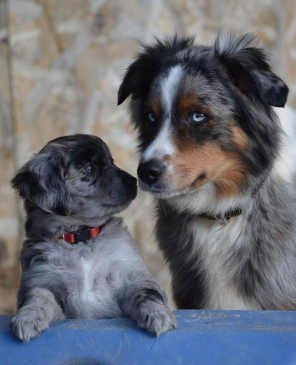 Welpe mit Mama_edited.jpg