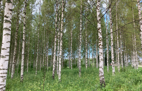 birch trees