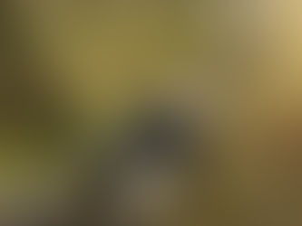 RESCUE ESSENTIALS QUICKLITTER & QUICKLITTER K9