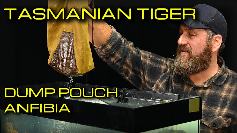 Tasmanian Tiger - Anfibia Dump Pouch