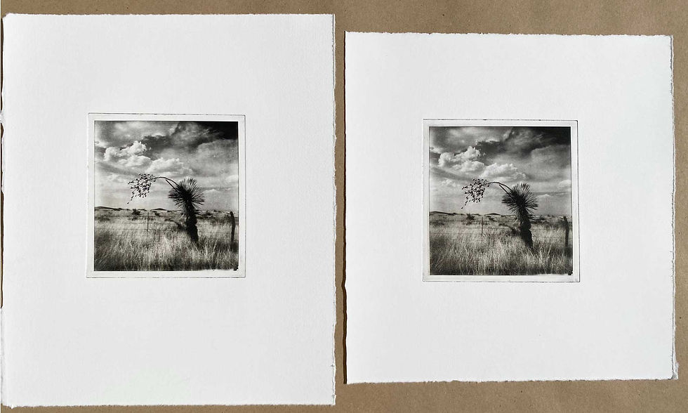 Dark and haunting yucca