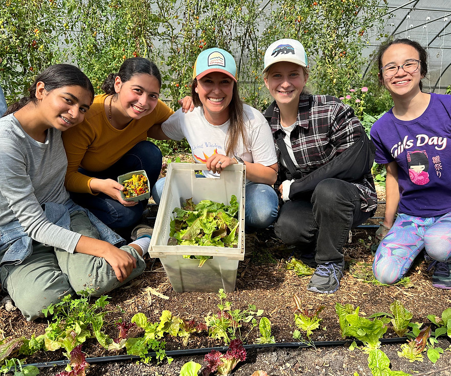 Students harvesting vegetables together in a school garden