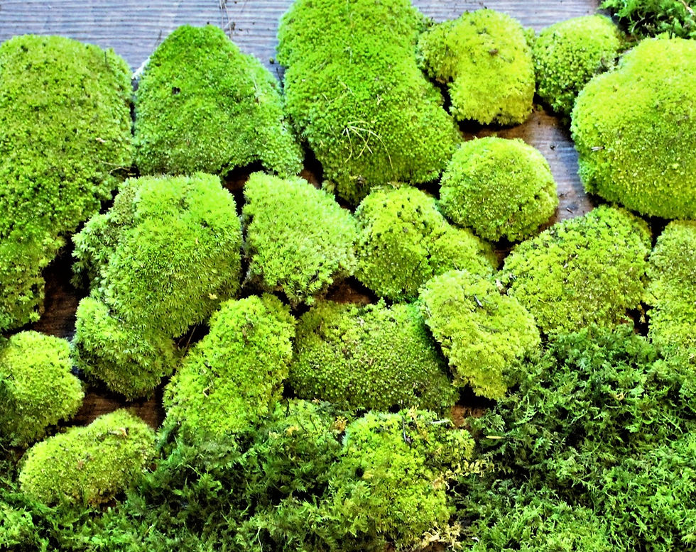 Assorted colors preserved pillow moss