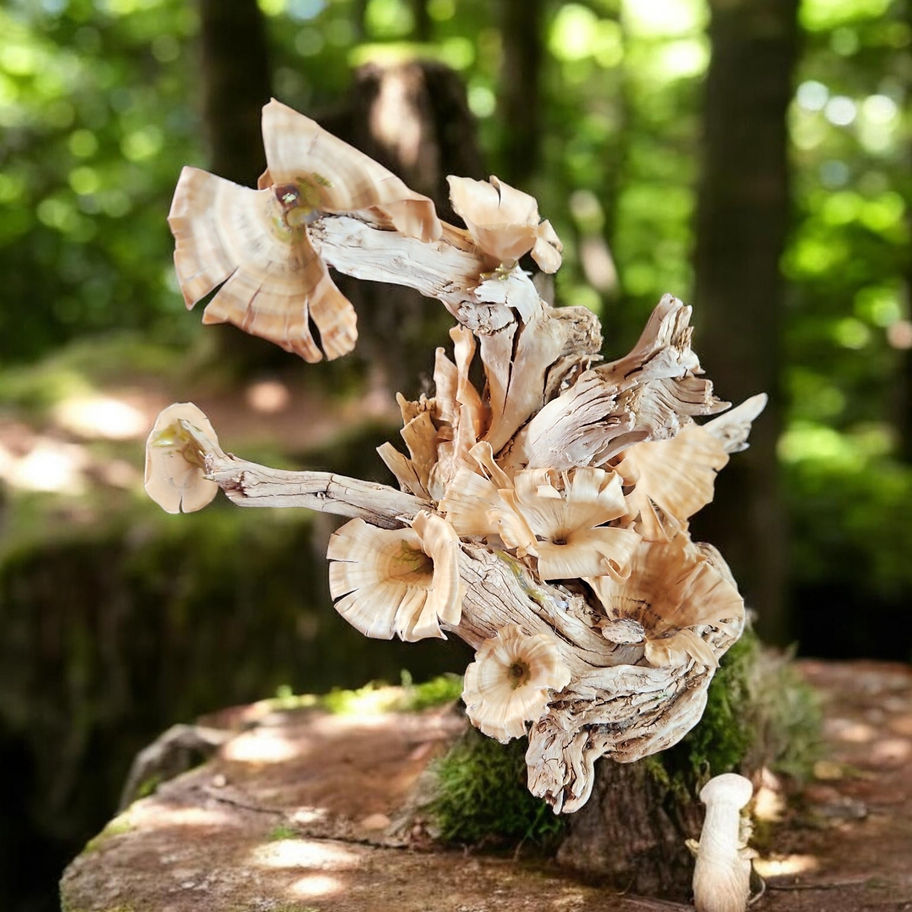 Bleached driftwood and golden mushrooms sculpture