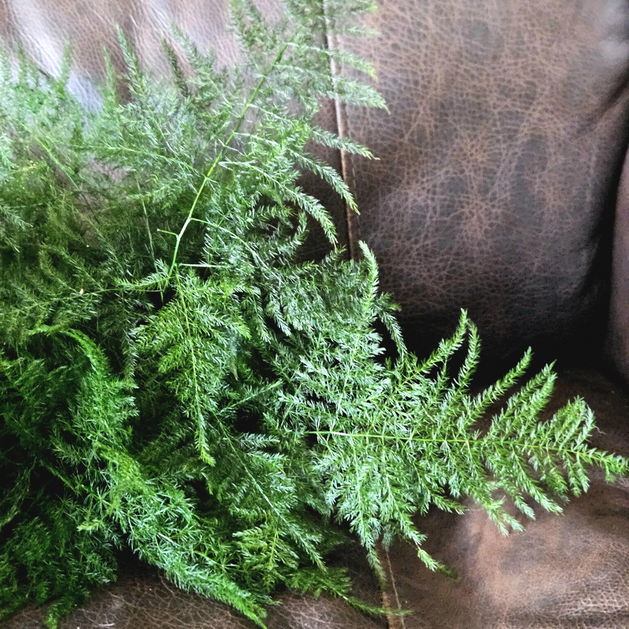 Preserved Plumosa fern stems